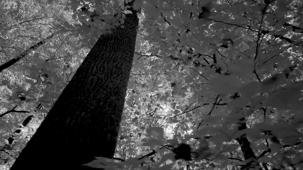Trees and Foliage in Black and White