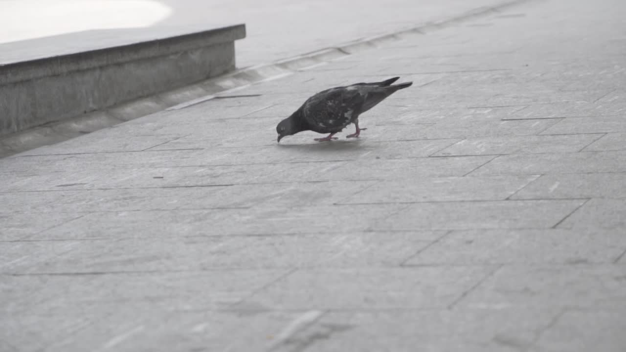 은 도시 산책로 에 있는 비둘기