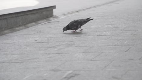 pigeon on a wet city sidewalk