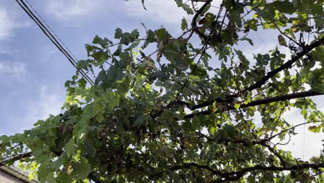 Gran-Greapvine-En-Un-Día-Ventoso-Y-Soleado-Y-Cielo-Azul-Y-Algunas-Nubes