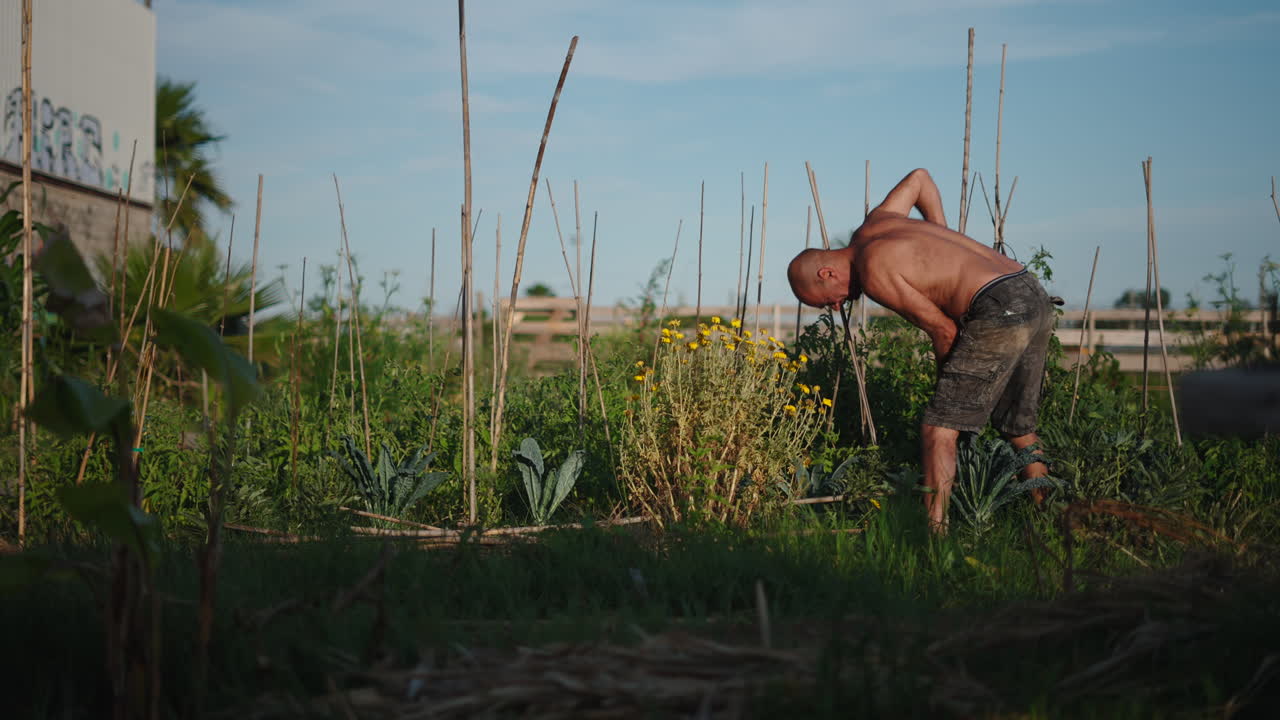 Man Tending to Plants in an Urban Community Garden