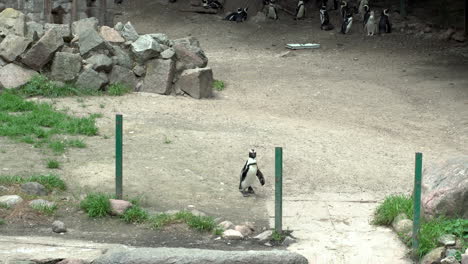 the little penguin comes down from above towards the pond