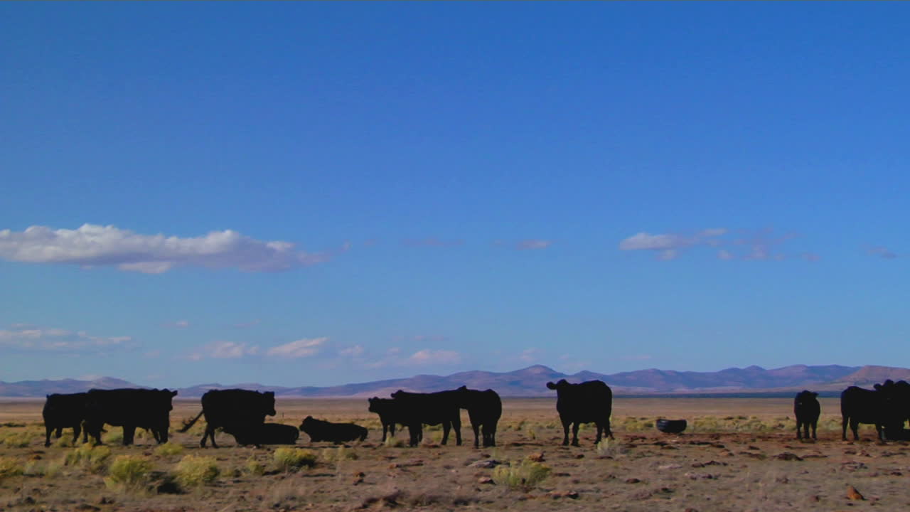 pan a una antena parabólica se encuentra entre las vacas en un campo desolado