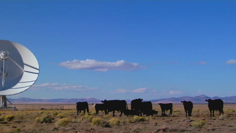 Pan-To-A-Satellite-Dish-Sits-Amongst-Cows-In-A-Desolate-Field