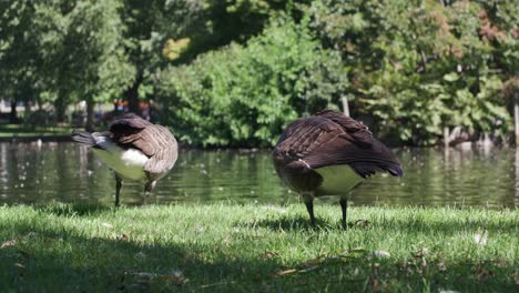 patos junto a un estanque en boston public garden-1