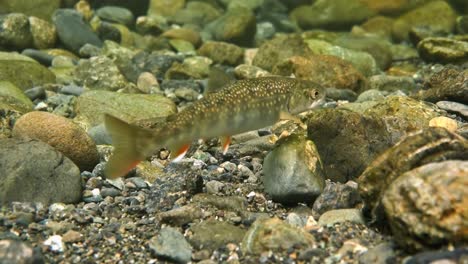 dolly varden 魚類 魚類 動物 動物