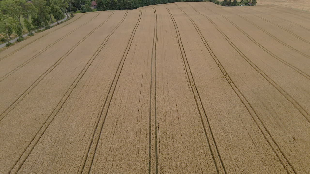 Aerial above field of grain with lines formed by a tractor, agriculture scenery