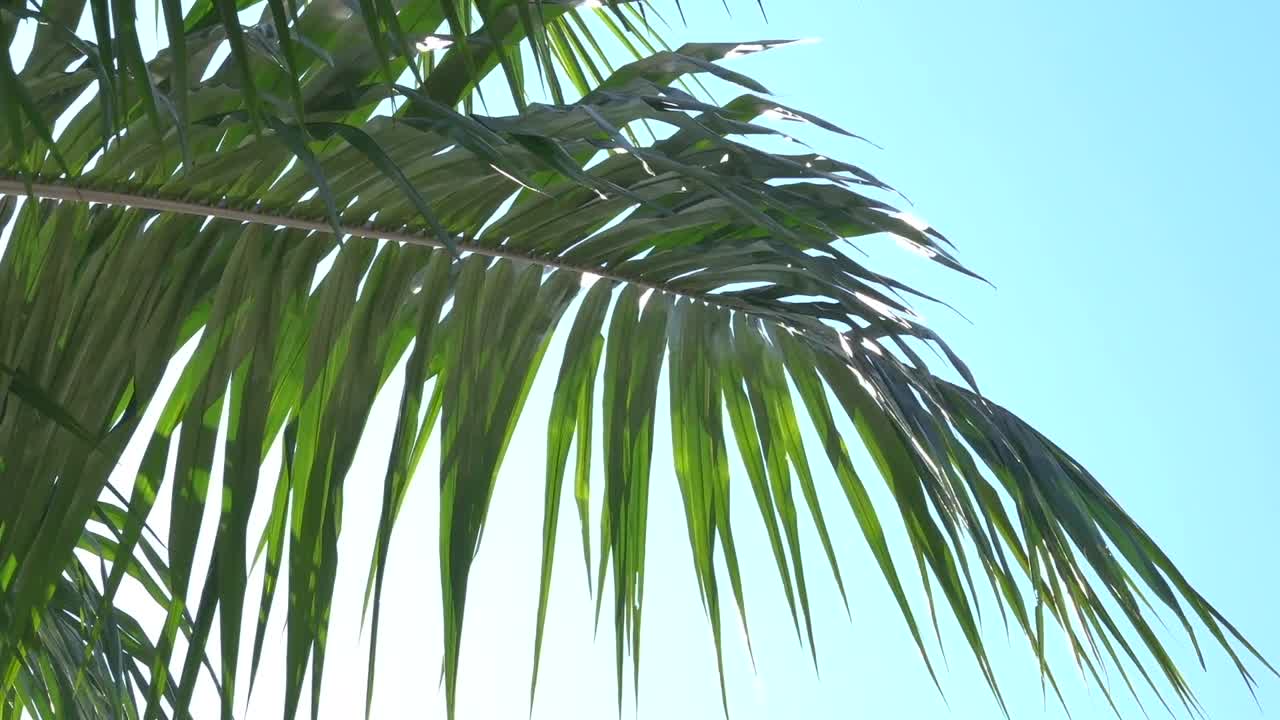 Summer wind blowing palm leaf close up