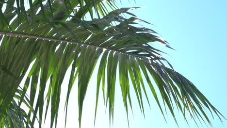summer wind blowing palm leaf close up