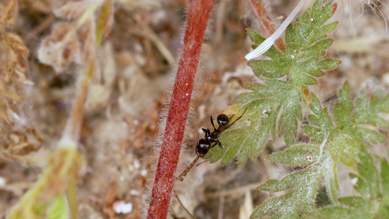 очень близкий вид черного муравья на стебле цветка