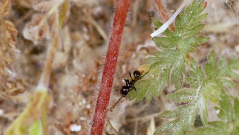 very close view of a black ant alone on a flower stem