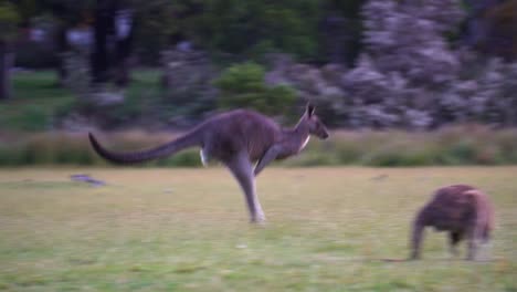 kangaroo jumping across the grass fields in the village in rural victoria