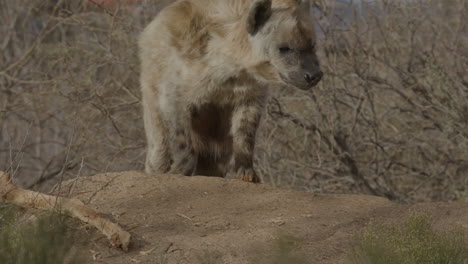 la hiena africana en cámara lenta en la búsqueda