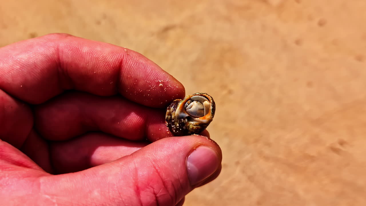 Picking up seashell with crab sea life inside alive on the sand beach