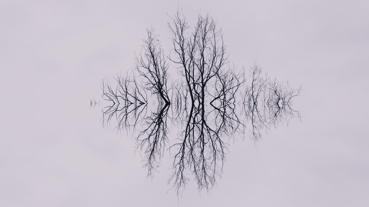 Reflected Bare Tree Branches