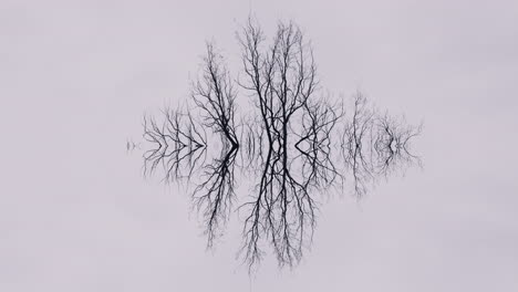 reflected bare tree branches