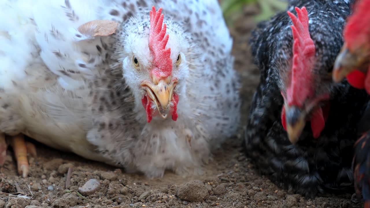 primer plano de pollo kuroiler jugando en la arena