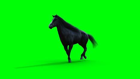 el caballo negro corriendo. la animación realista de la pantalla verde.