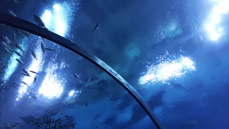 swimming gracefully, a whale shark moves through an aquarium