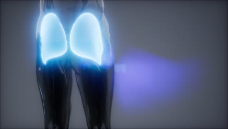 gluteus-maximus---leg-muscles-anatomy-animation