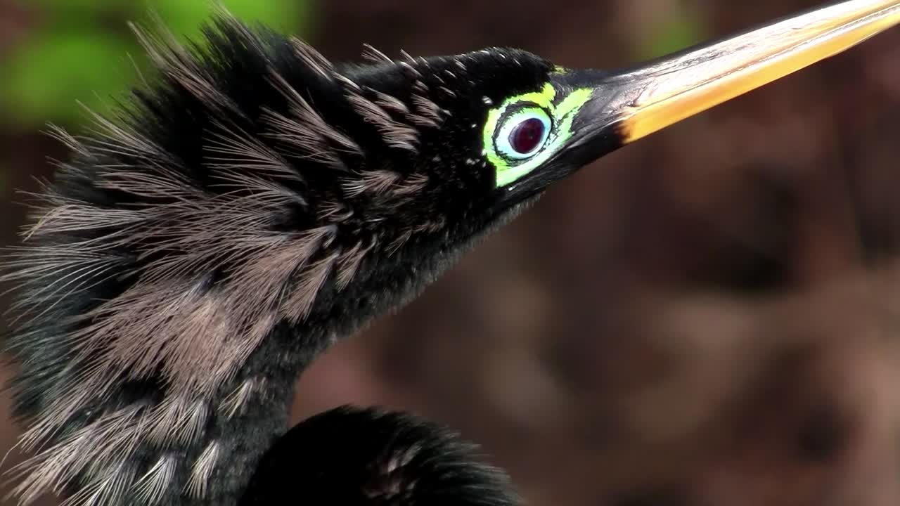에버글레이즈의 아름다운 검은 이비스 새