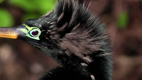 hermoso pájaro ibis negro en los everglades