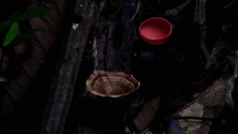 Transición-De-La-Oscuridad-A-La-Luz-A-Medida-Que-La-Cámara-Se-Acerca-Y-Revela-Este-Escenario-De-Bosque,-Hongos-De-Copa-Roja-O-Hongos-De-Champán-Cookeina-Sulcipes,-Tailandia