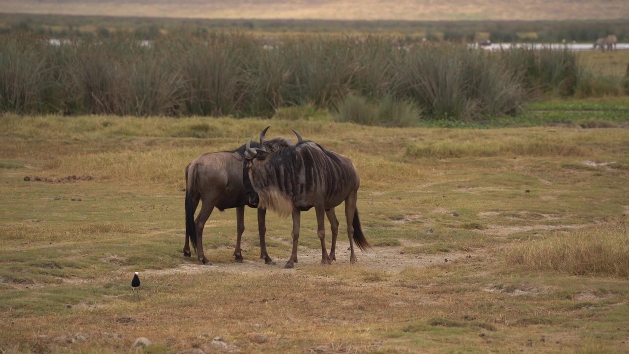 Two wildebeest in serengeti savanna in africa tanzania