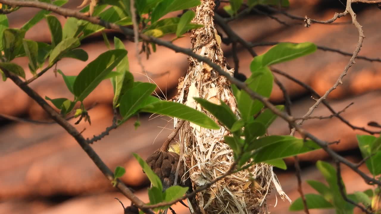 콜리버드 - 계란 - 새끼 녹색 - 오렌지색