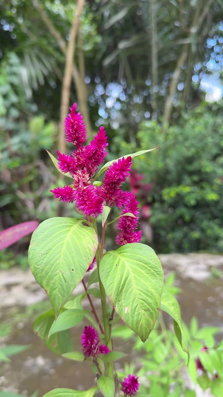 Fiore di Celosia rosa vivace in un rigoglioso giardino verde