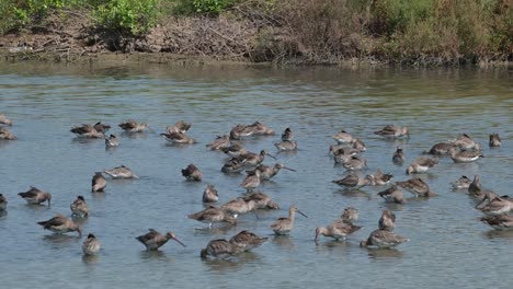 Alle-Sind-Damit-Beschäftigt,-Im-Wasser-Zu-Fressen-Und-Mit-Ihren-Langen-Schnäbeln-Nach-Den-Im-Schlamm-Vergrabenen-Nahrungsmitteln-Zu-Greifen,-Uferschnepfe-Limosa-Limosa,-Thailand