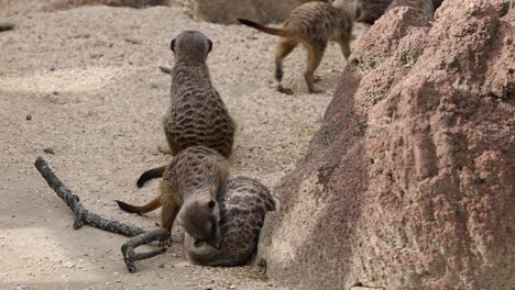 Slow-motion-of-young-baby-meerkat-family-playing-and-biting-each-other-on-sandy-terrain-of-zoo---family-time