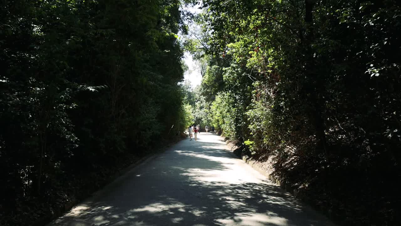 한 부부가 빛이 비치는 숲길을 고 있다