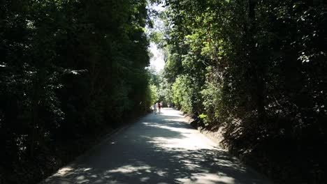 a couple strolls down a sunlit forest path