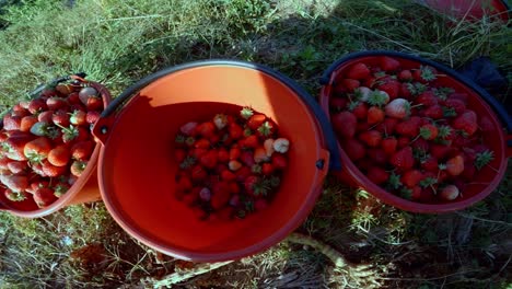 fresh picked strawberries in three red buckets, near to a local farm in hill side plantation