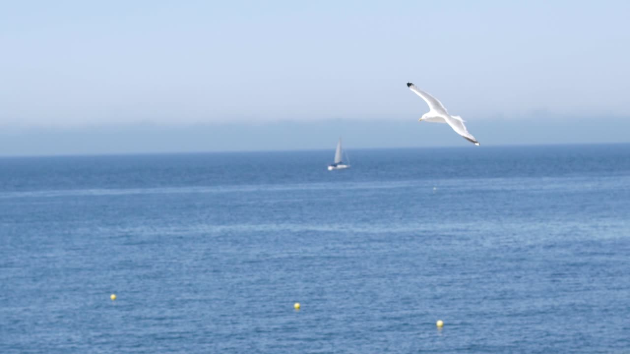 해변 위 를 날아다니는 해파리