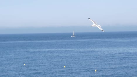 la gaviota volando sobre una playa