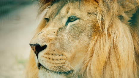 Seitenansicht-Porträt-Eines-Männlichen-Löwen-4k-Video