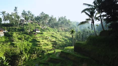 disparo de drones dando la vuelta a una esquina y revelando las hermosas terrazas de arroz tegalalang en bali, indonesia, en una mañana clara y soleada