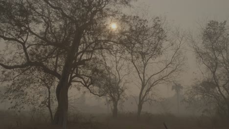 landscape in pantanal with smoke fog due to the fire devastating this biome