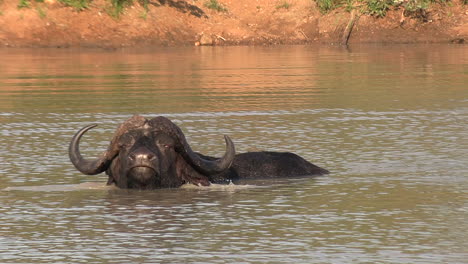 Un-Búfalo-Descansando-Y-Enfriándose-En-Un-Abrevadero-En-África