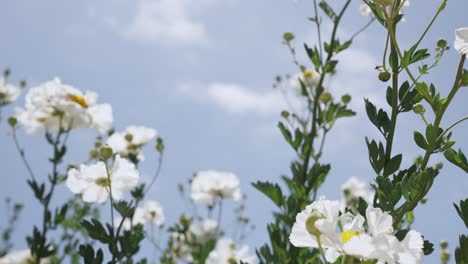 daisies in a field in the spring