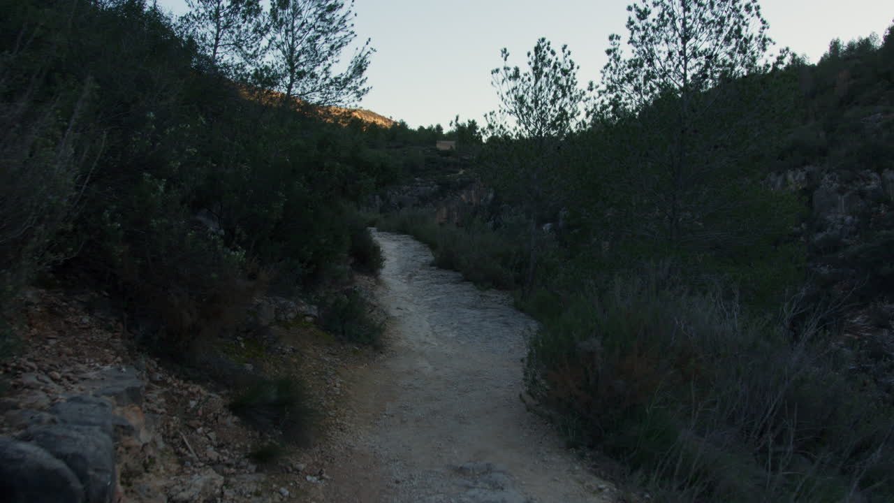 Mountain Trail Through Forest