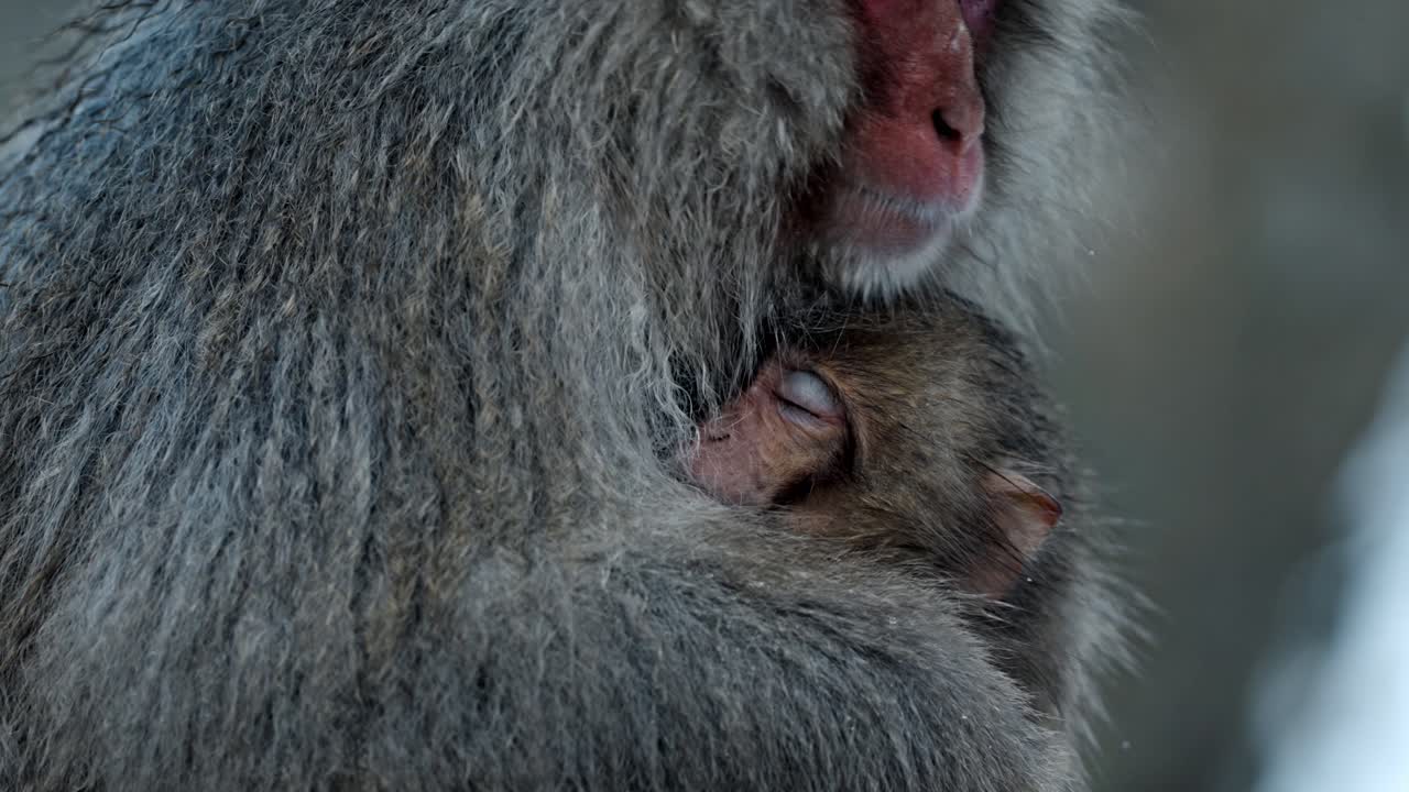 A tender moment unfolds as a mother snow monkey gently takes care of her sleeping baby in the serene surroundings of Jigokudani, Japan.