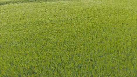 暴風雨和暴風雨在科爾蘭 (courland) 農村,大麥地 (barley lands) 地區的強風