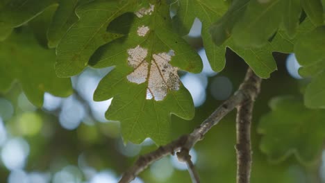 Hojas-Verdes-De-Roble-En-La-Mañana-De-Primavera---Cerrar