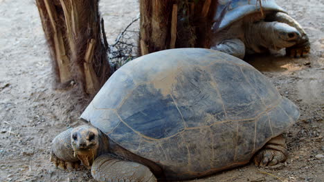 close up shot of wild old adult turtle staring at the camera