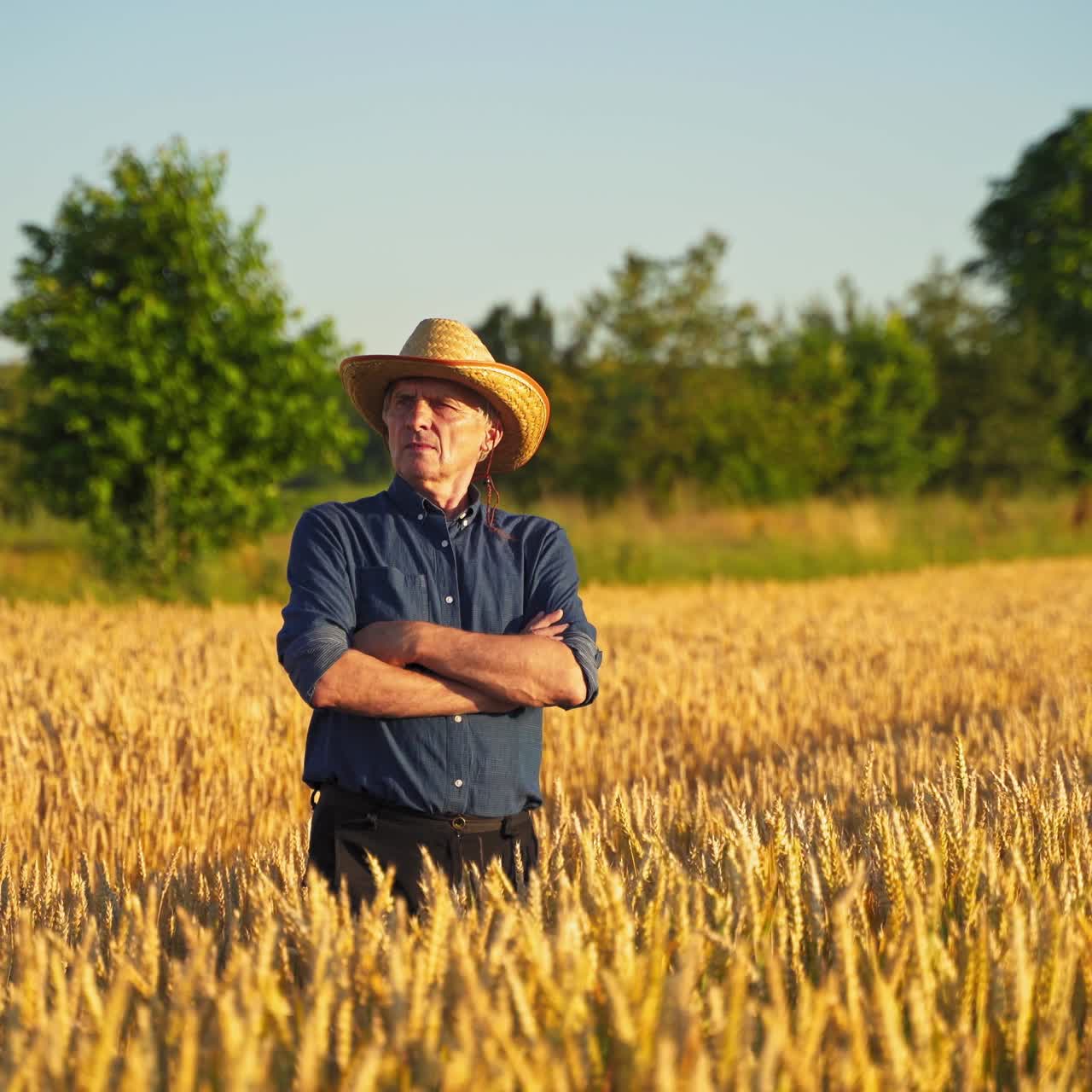 Old farmer in agricultural field. Agronomist in hat standing on a wheat field and looking at the ripeness of cereal. Agriculture business.