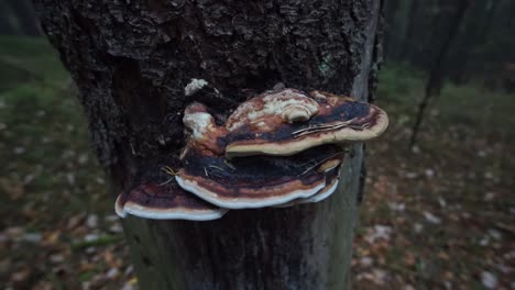 一棵树上生长着<unk>,上面是黑色的,下面是白色的,周围的摄像机运动缓慢,近距离