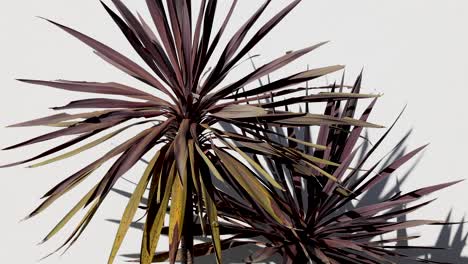 árbol de cordyline australis con cambios de luz y sombras